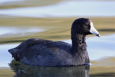 Foulque Amerique-3.jpg