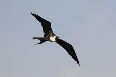 Fregate superbe-1.jpg