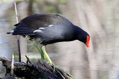 Gallinule poule eau-1.jpg