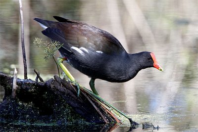 Gallinule poule eau-2.jpg