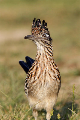 Grand Geocoucou-3.jpg