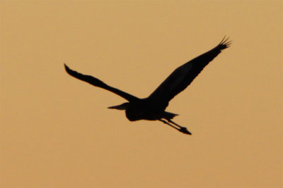 Grand Heron-1.jpg