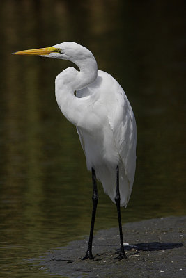Grande aigrette-1.jpg