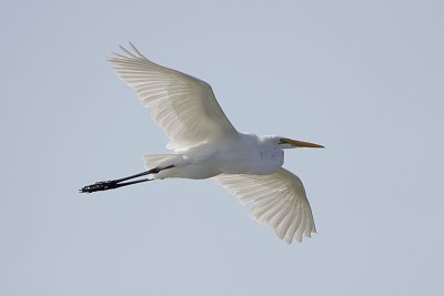 Grande aigrette-2.jpg