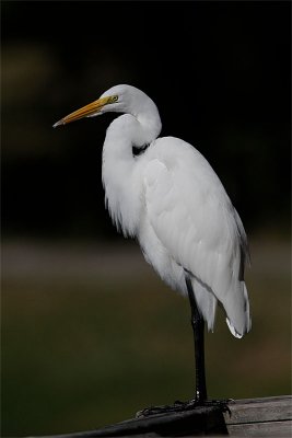 Grande aigrette-3.jpg