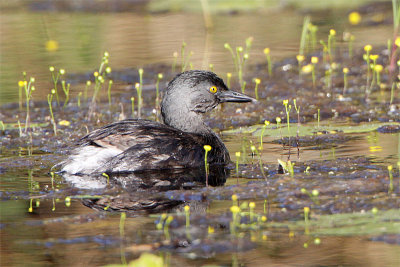 Grebe minime-1.jpg