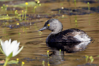 Grebe minime-2.jpg