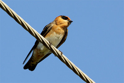 Hirondelle a front brun-1.jpg
