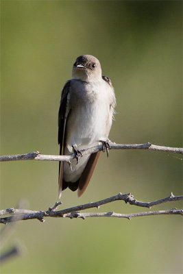 Hirondelle ailes herissees-1.jpg