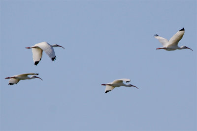 Ibis blanc-4.jpg