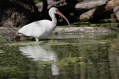 Ibis blanc-5.jpg