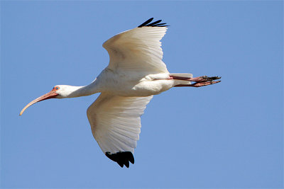 Ibis blanc-6.jpg