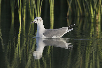 Mouette atricille-1.jpg