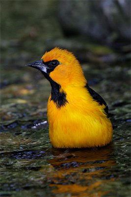 Oriole a gros bec-2.jpg