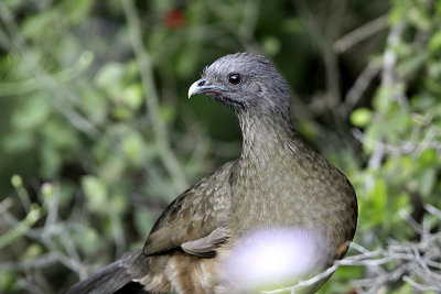 Ortalide chacamel-1.jpg
