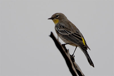 Paruline croupion jaune-1.jpg