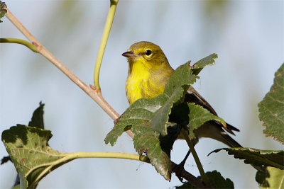 Paruline des pins-1.jpg