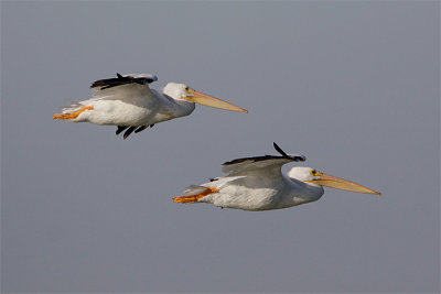 Pelican blanc-1.jpg