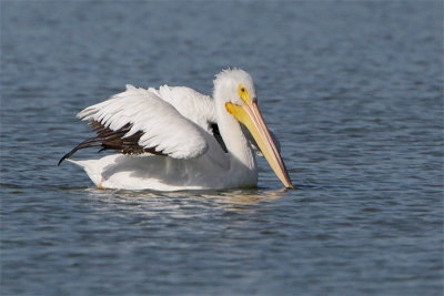 Pelican blanc-2.jpg