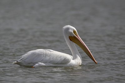 Pelican blanc-3.jpg