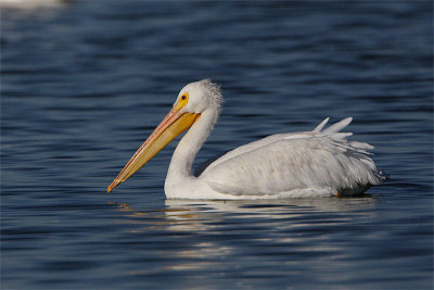 Pelican blanc-4.jpg