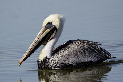 Pelican brun-4.jpg