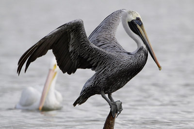 Pelican brun-5.jpg
