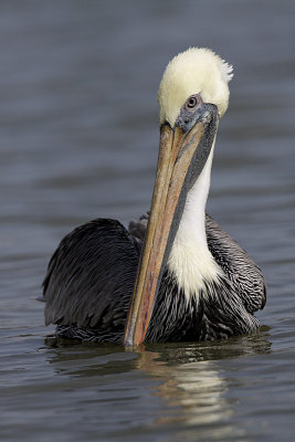 Pelican brun-6.jpg