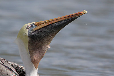 Pelican brun-7.jpg