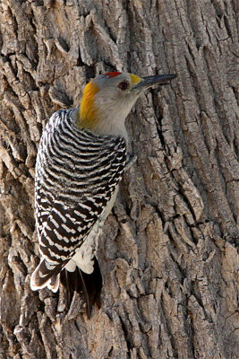 Pic front dore-1.jpg