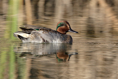 Sarcelle ailes vertes-1.jpg