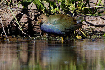 Taleve violacee-1.jpg