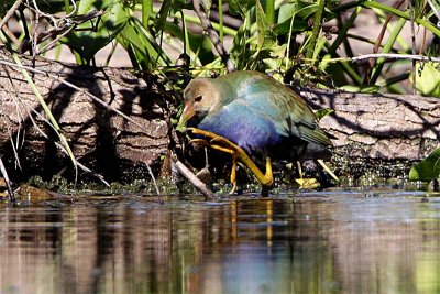 Taleve violacee-2.jpg