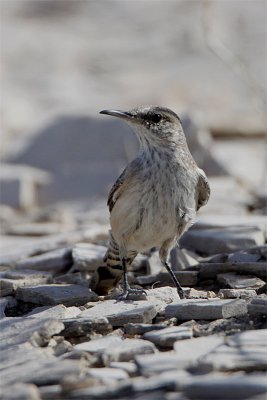 Troglodyte des rochers-1.jpg
