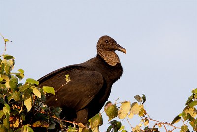 Urubu Noir-1.jpg