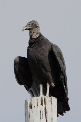 Urubu Noir-2.jpg