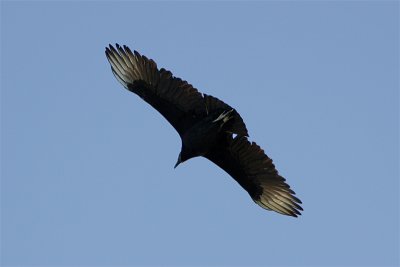 Urubu Noir-3.jpg