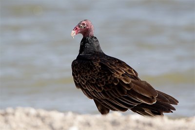 Urubu tete rouge-1.jpg