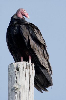 Urubu tete rouge-2.jpg