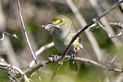 Vireo yeux blancs-1.jpg