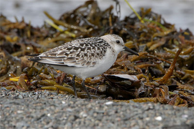 Becasseau sanderling-3.jpg