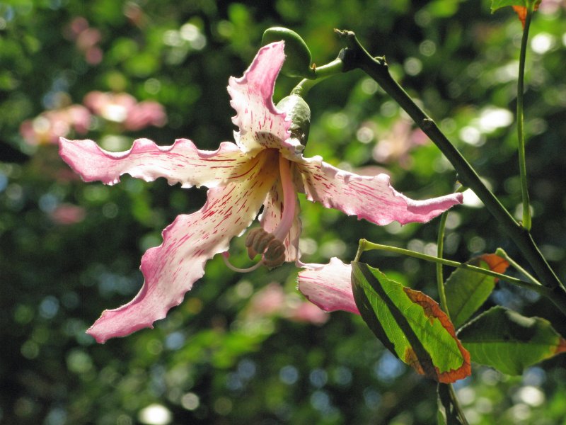 ceiba flower