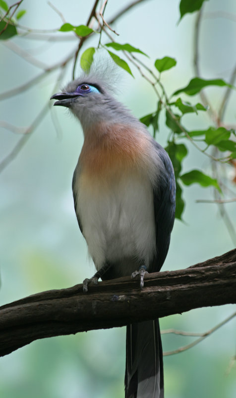 crested coua