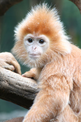 langur monkey