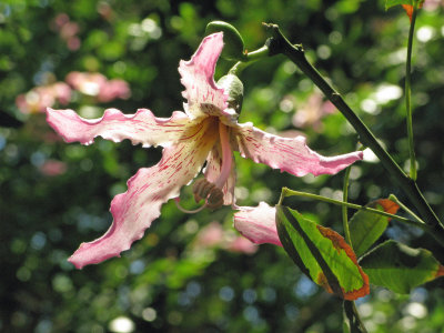 ceiba tree flower