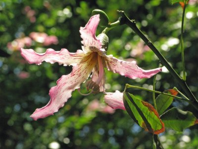 ceiba flower