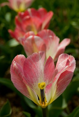 fosteriana tulip salut