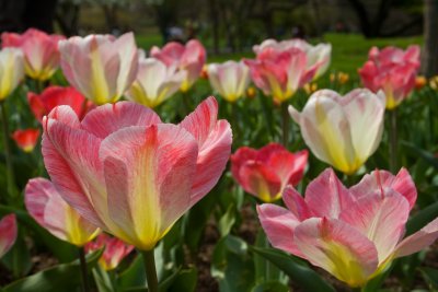 fosteriana tulip salut