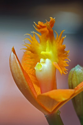 Epidendrum radicans (hybrid)