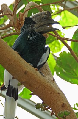 black and white casqued hornbill